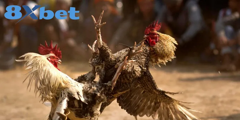 Phân Biệt Chi Tiết Giữa Đá Gà Thomo Và Đá Gà Cựa Sắt 3 Đá gà cựa sắt mang đến giây phút giải trí kịch tính