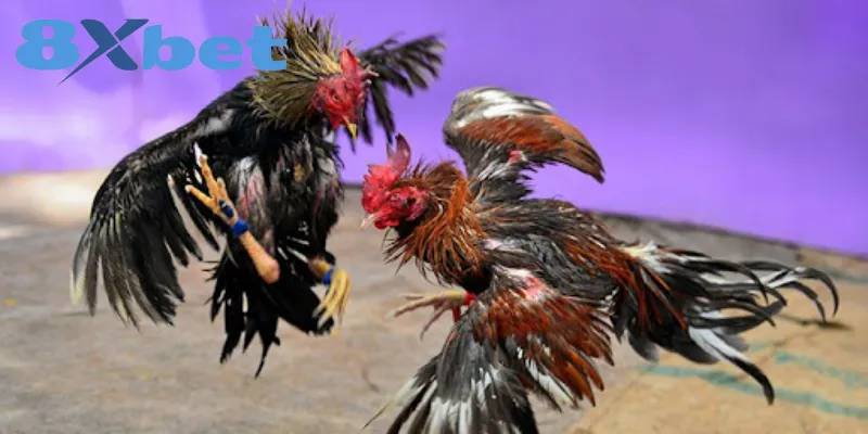 Kinh Nghiệm Xem Đá Gà Online An Toàn, Tránh Bị Lừa Đảo 5 Dấu hiệu để hội viên nhận biết trang đá gà lừa đảo