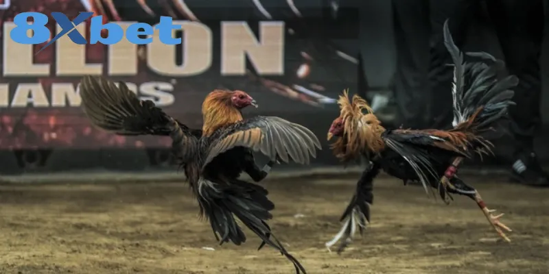 Phân Biệt Chi Tiết Giữa Đá Gà Thomo Và Đá Gà Cựa Sắt 6 Giá trị văn hóa và tinh thần đặc sắc của chọi gà