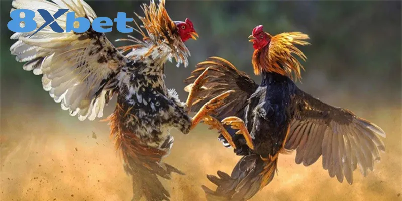 Kinh Nghiệm Xem Đá Gà Online An Toàn, Tránh Bị Lừa Đảo 1 Kinh Nghiệm Xem Đá Gà Online An Toàn, Tránh Bị Lừa Đảo