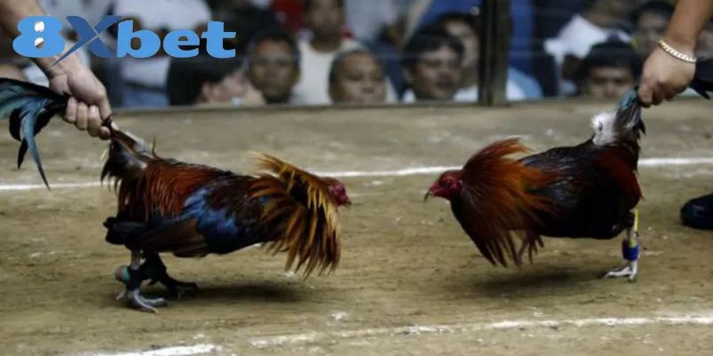 Phân Tích Toàn Cảnh Đá Gà Online 2025 Có Hợp Pháp Không 4 Lợi ích và rủi ro khi hội viên tham gia đá gà online