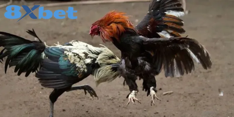 Kinh Nghiệm Xem Đá Gà Online An Toàn, Tránh Bị Lừa Đảo 2 Lý do hội viên cần thận trọng khi xem đá gà trực tuyến