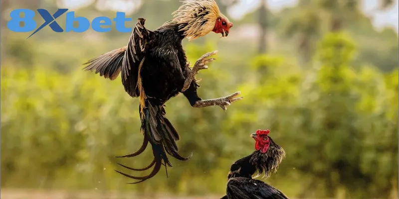 Kinh Nghiệm Xem Đá Gà Online An Toàn, Tránh Bị Lừa Đảo 3 Tiêu chí quan trọng để chọn nền tảng đá gà uy tín