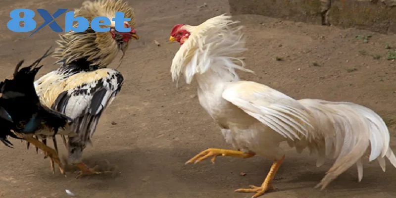 Phân Tích Toàn Cảnh Đá Gà Online 2025 Có Hợp Pháp Không 3 Tính pháp lý về chọi gà trực tuyến Việt Nam