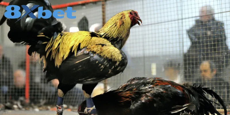 Phân Tích Toàn Cảnh Đá Gà Online 2025 Có Hợp Pháp Không 5 Xu hướng chơi chọi gà trực tuyến năm 2025